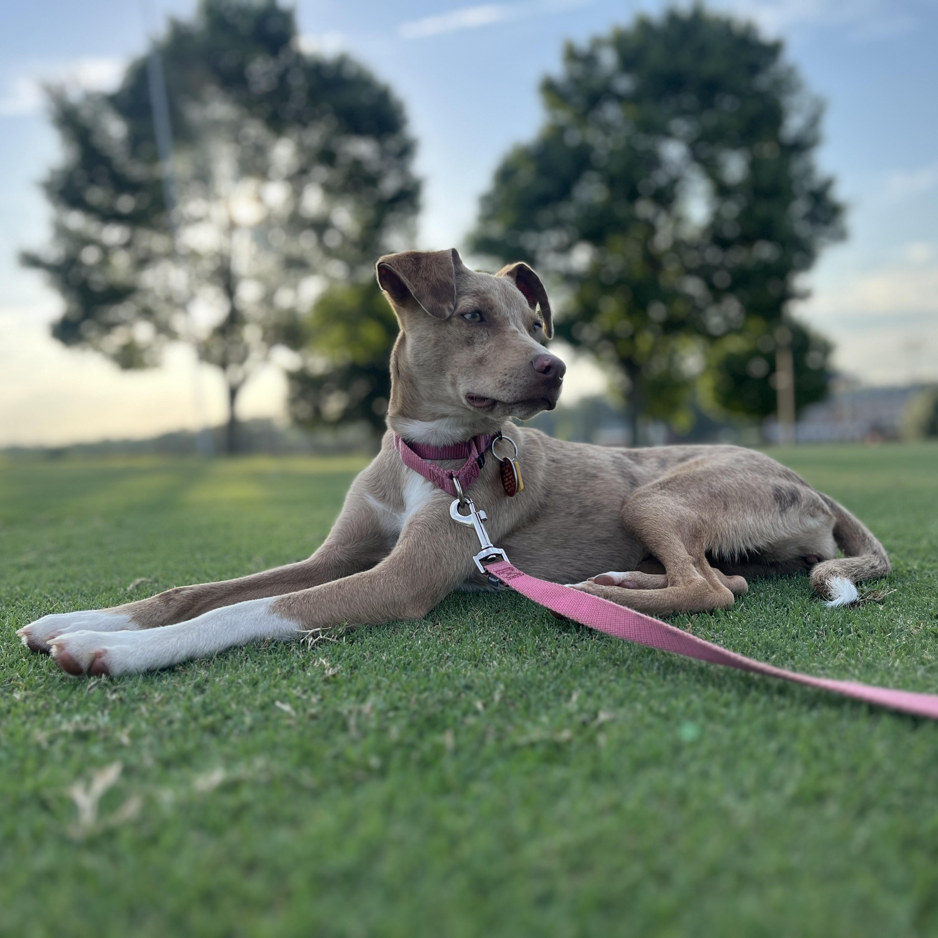 Tallulah, adopted, Young Female Australian Shepherd & Chihuahua.