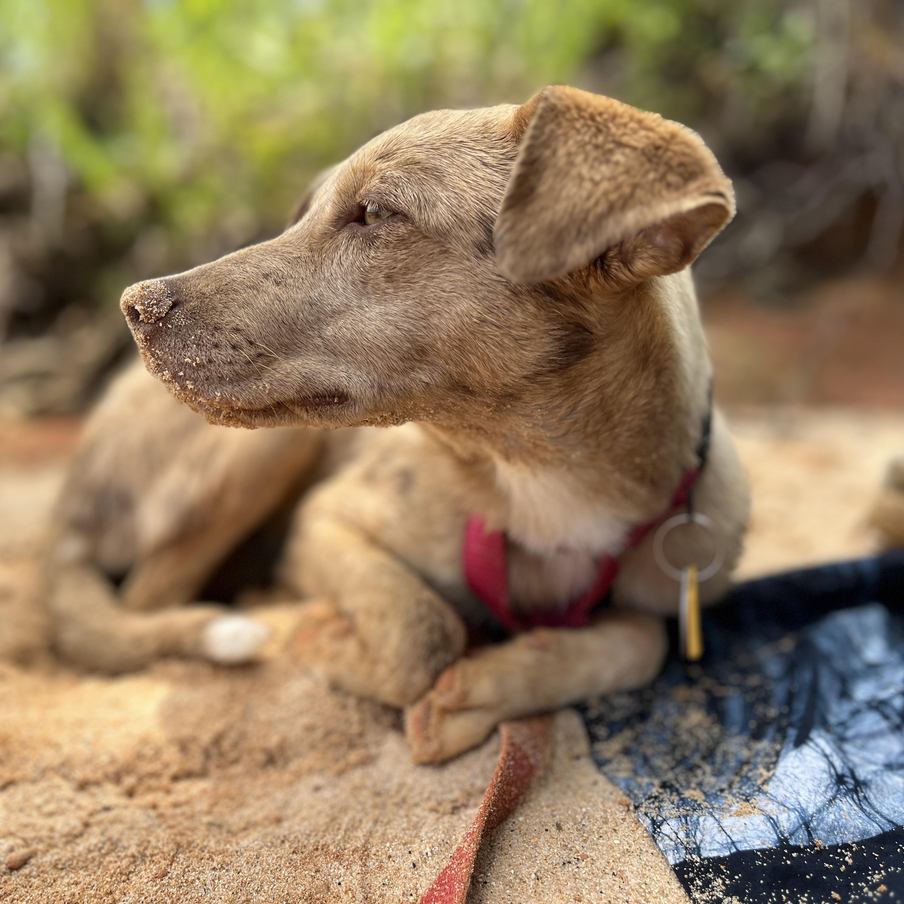 Tallulah, an adopted mixed breed in Anderson, SC image 4/4