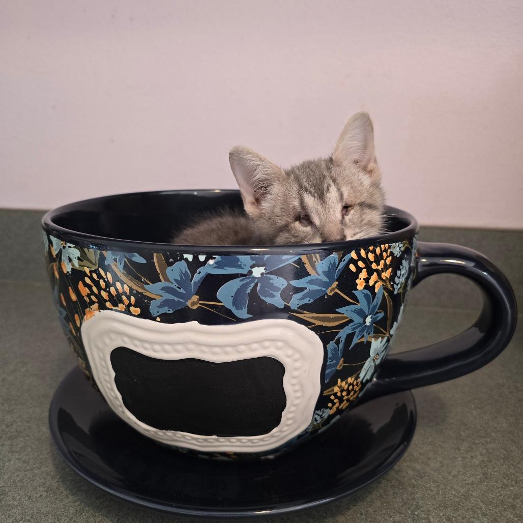 Enlarge Mistletoe, a Adoptable Domestic Short Hair in Conway, AR image 1/1