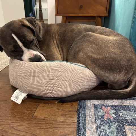 Enlarge Tilly, a Adoptable mixed breed in Chicago, IL image 2/6