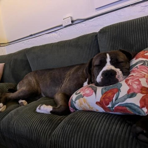 Enlarge Tilly, a Adoptable mixed breed in Chicago, IL image 4/6