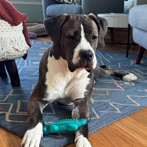 Enlarge Tilly, a Adoptable mixed breed in Chicago, IL image 1/6