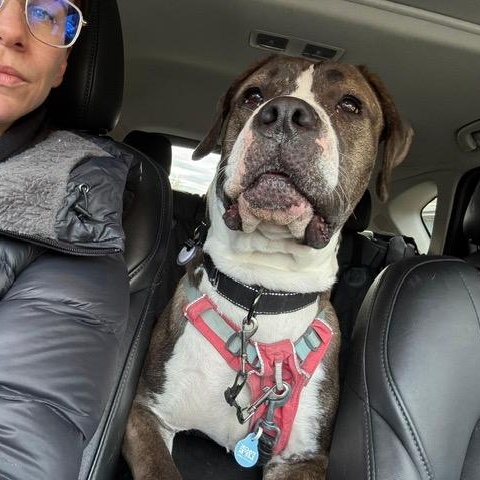 Enlarge Tilly, a Adoptable mixed breed in Chicago, IL image 3/6