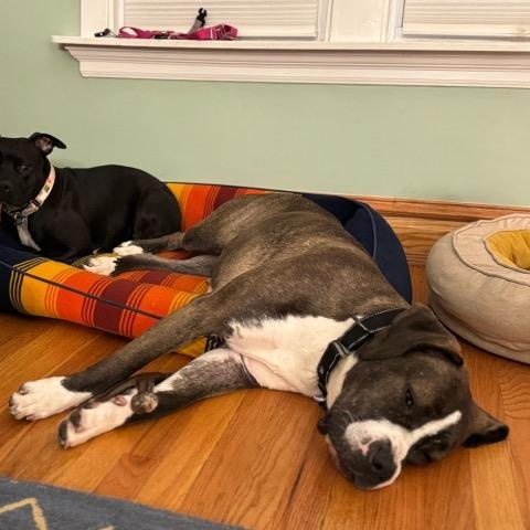 Enlarge Tilly, a Adoptable mixed breed in Chicago, IL image 5/6