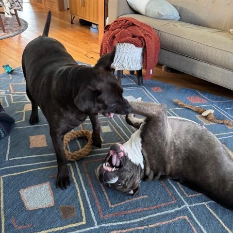 Enlarge Tilly, a Adoptable mixed breed in Chicago, IL image 6/6