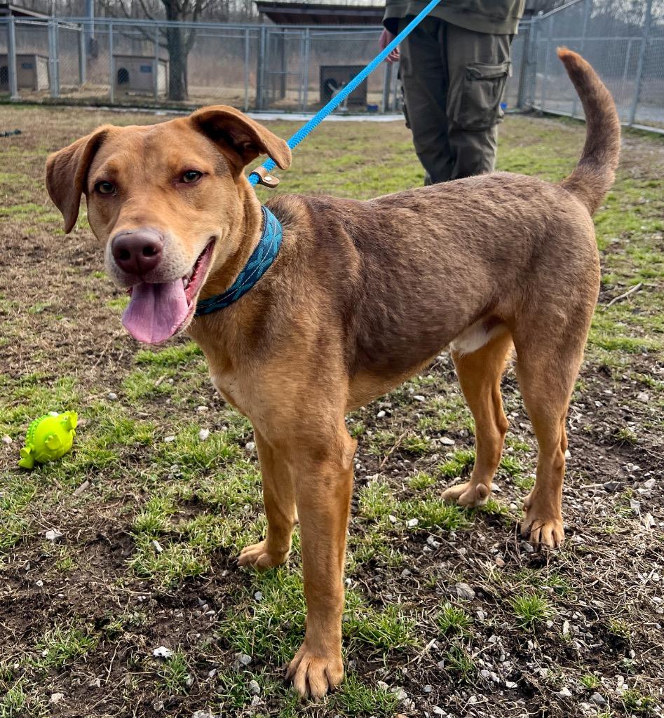 Enlarge Slim Shady, a Adoptable mixed breed in Murray, KY image 1/4