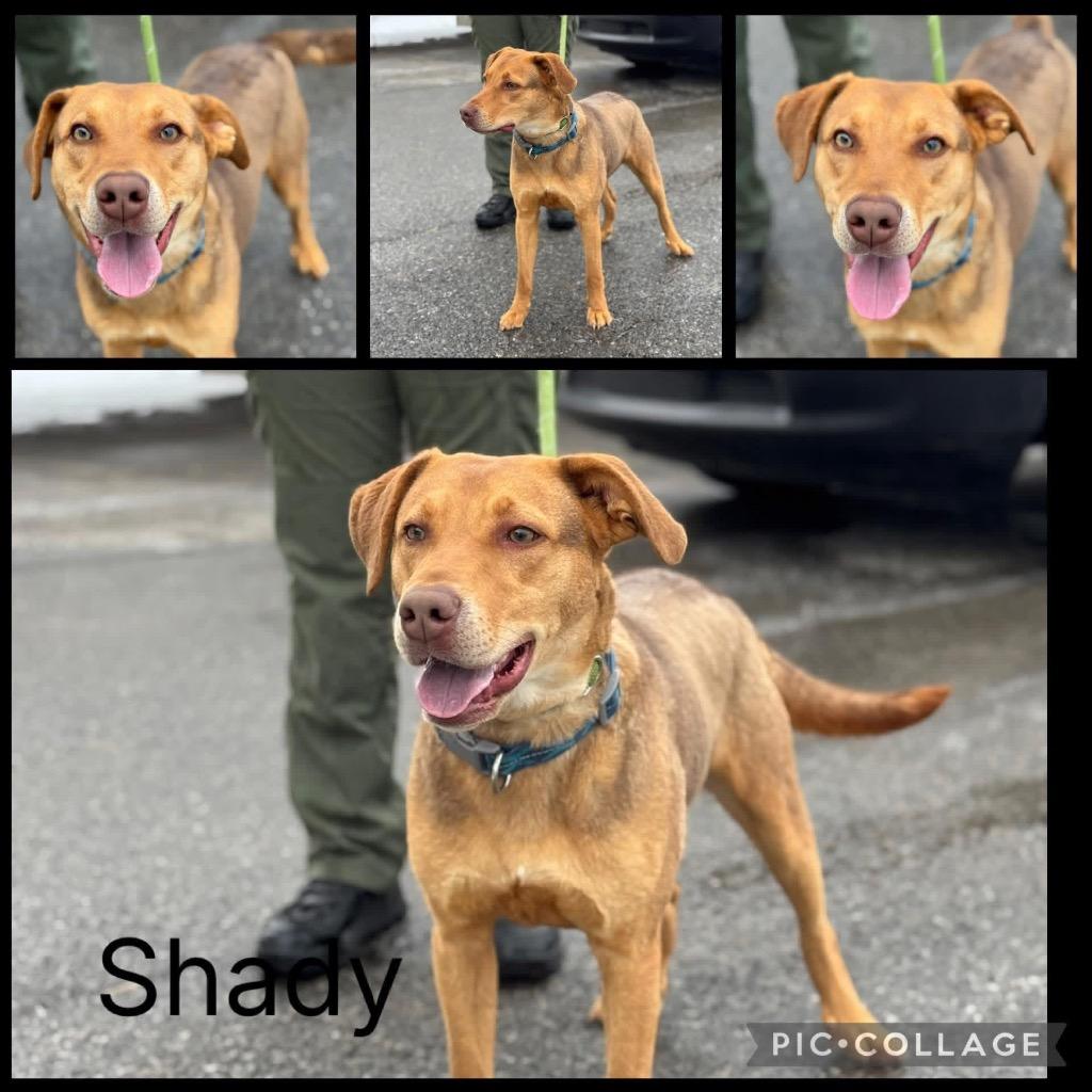 Enlarge Slim Shady, a Adoptable mixed breed in Murray, KY image 2/4