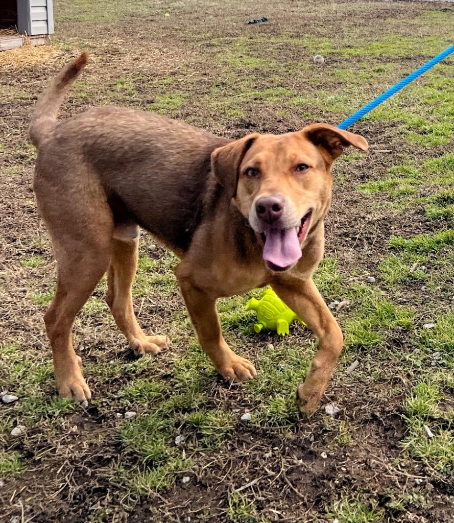Enlarge Slim Shady, a Adoptable mixed breed in Murray, KY image 3/4