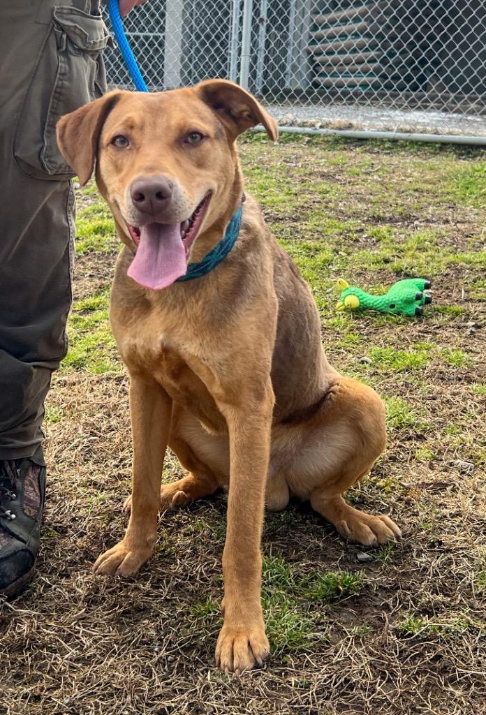 Enlarge Slim Shady, a Adoptable mixed breed in Murray, KY image 4/4