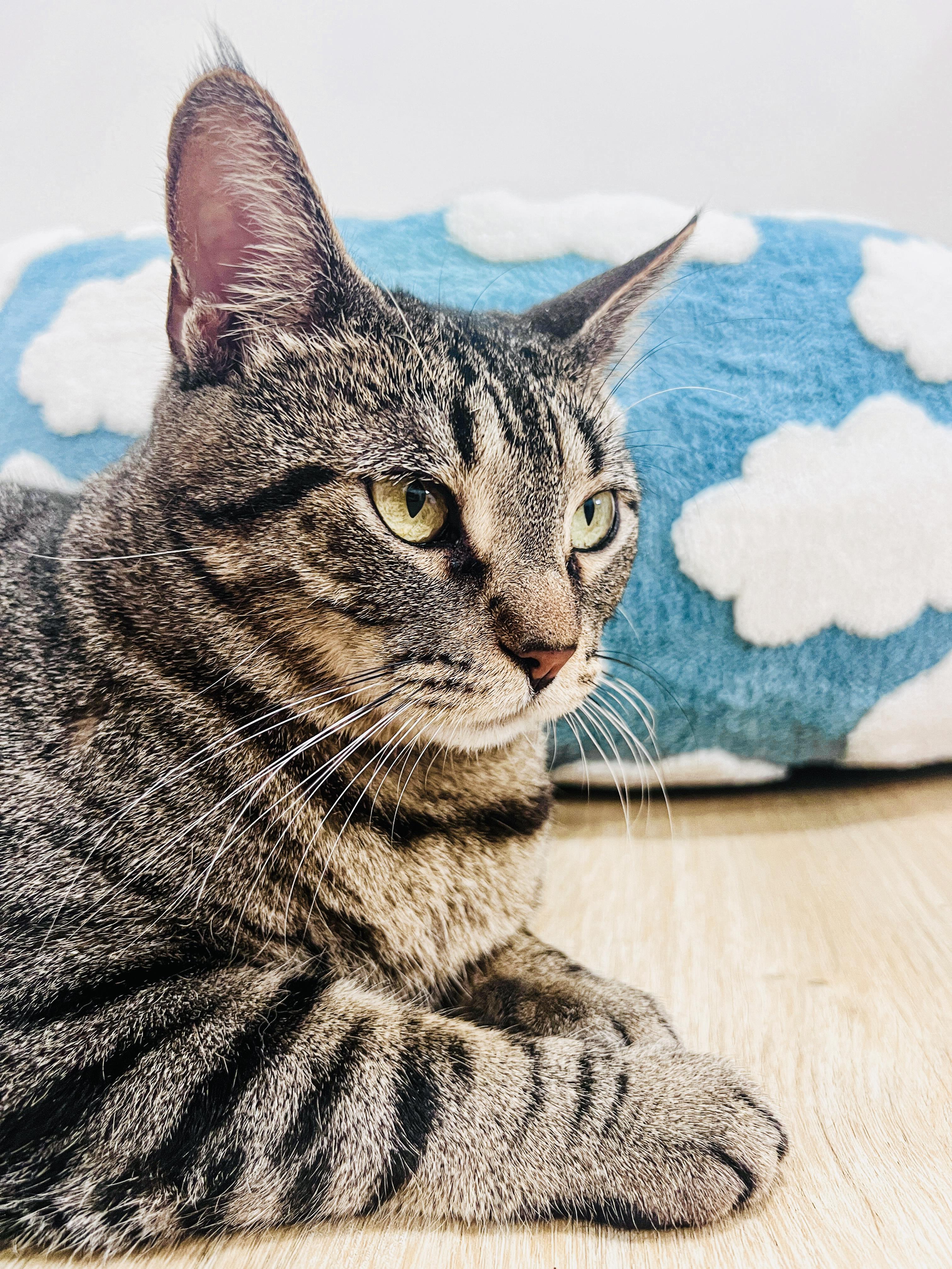 Enlarge Betty, a Adoptable mixed breed in Enfield, CT image 2/6