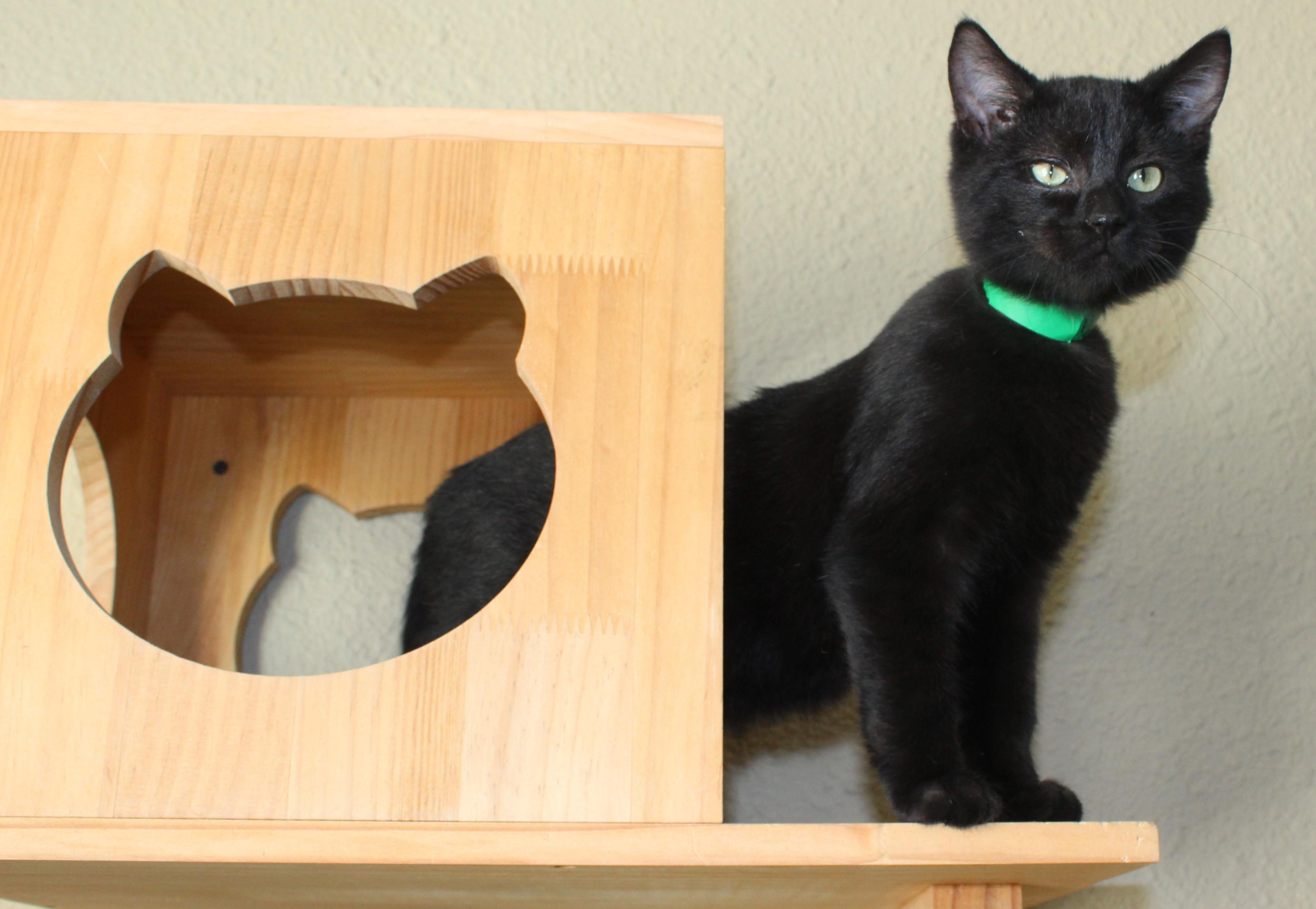 Enlarge Hot dog, an adopted Domestic Short Hair in Huron, SD image 1/5