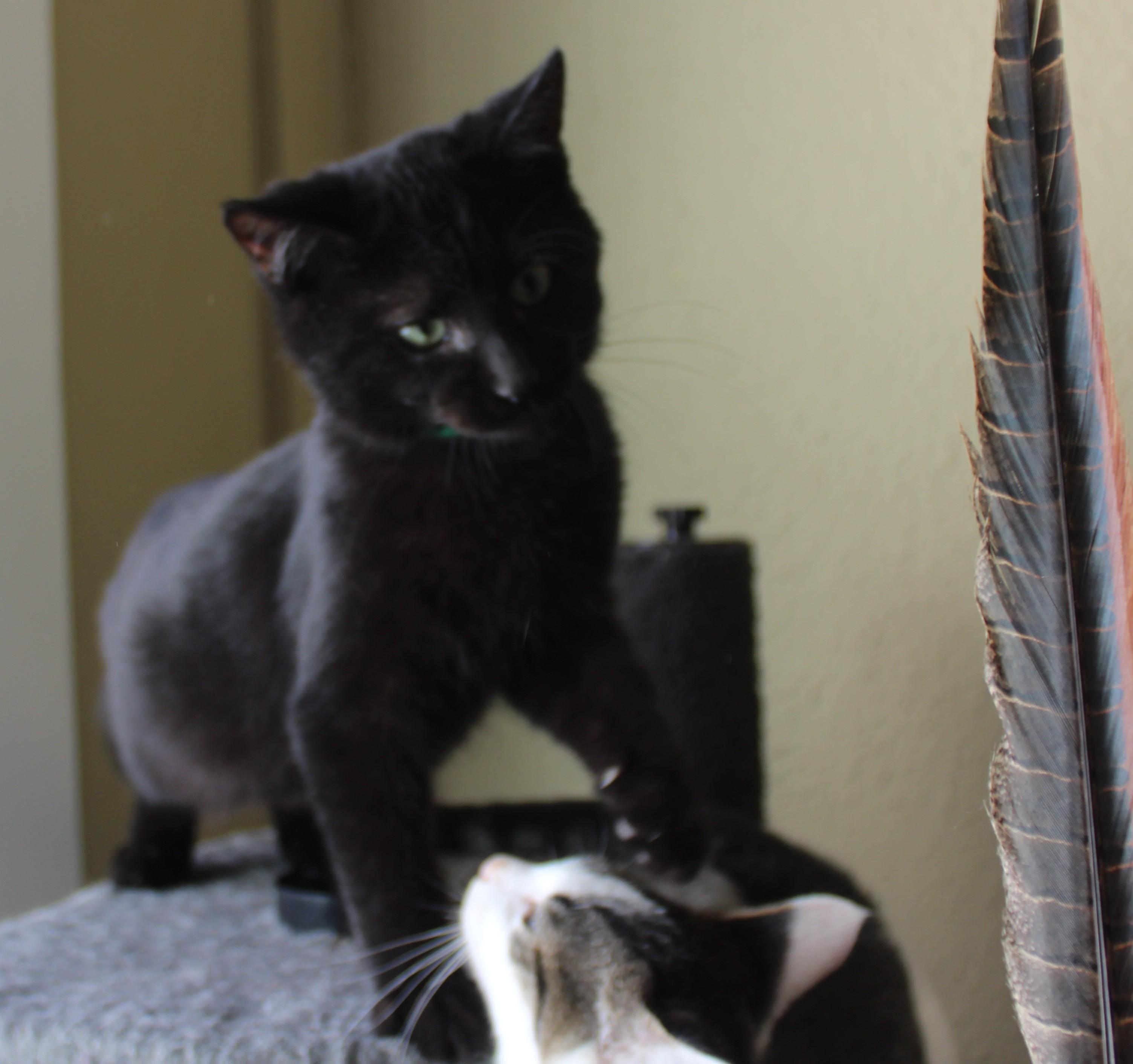 Enlarge Hot dog, an adopted Domestic Short Hair in Huron, SD image 2/5