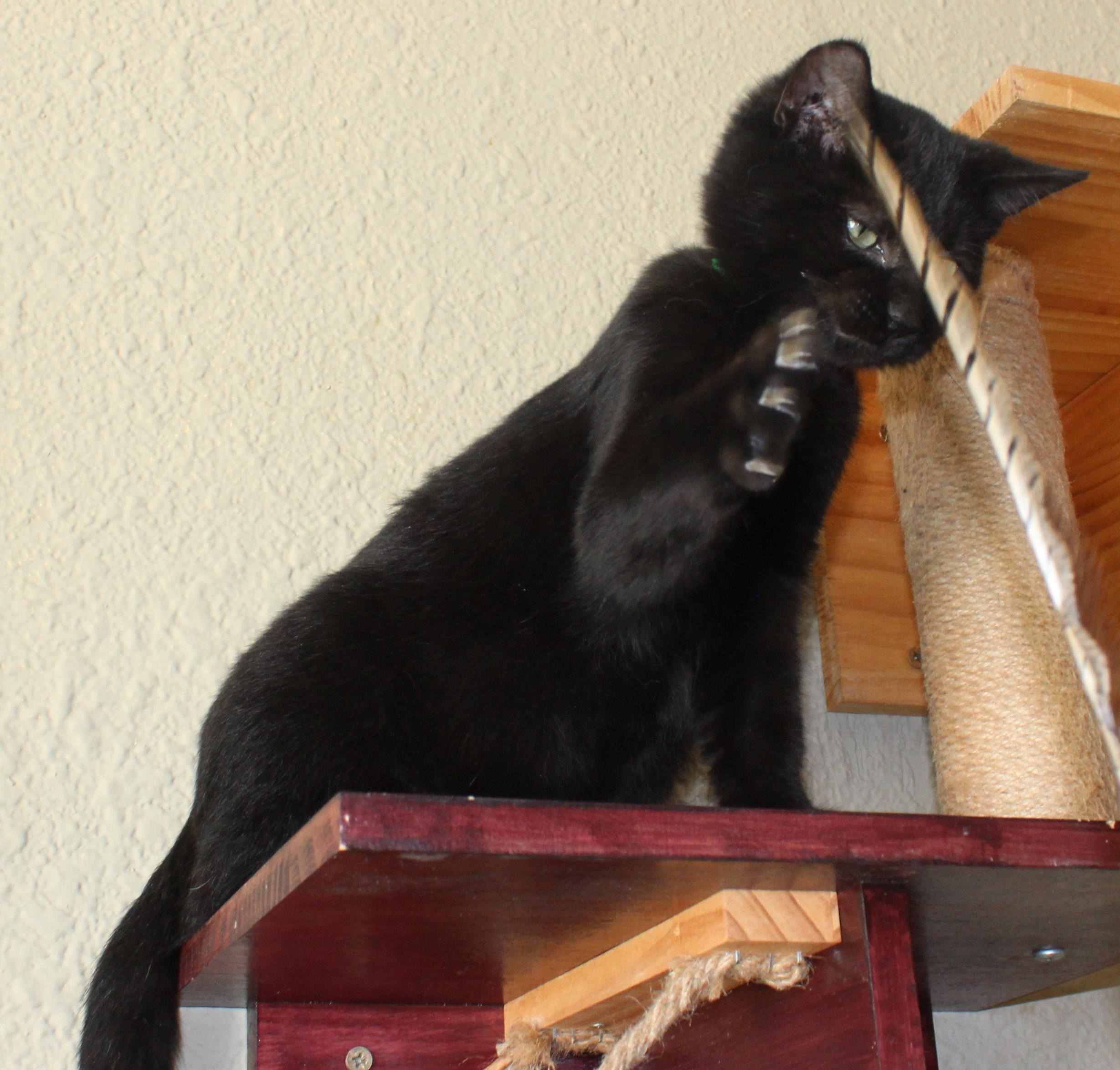 Enlarge Hot dog, an adopted Domestic Short Hair in Huron, SD image 3/5