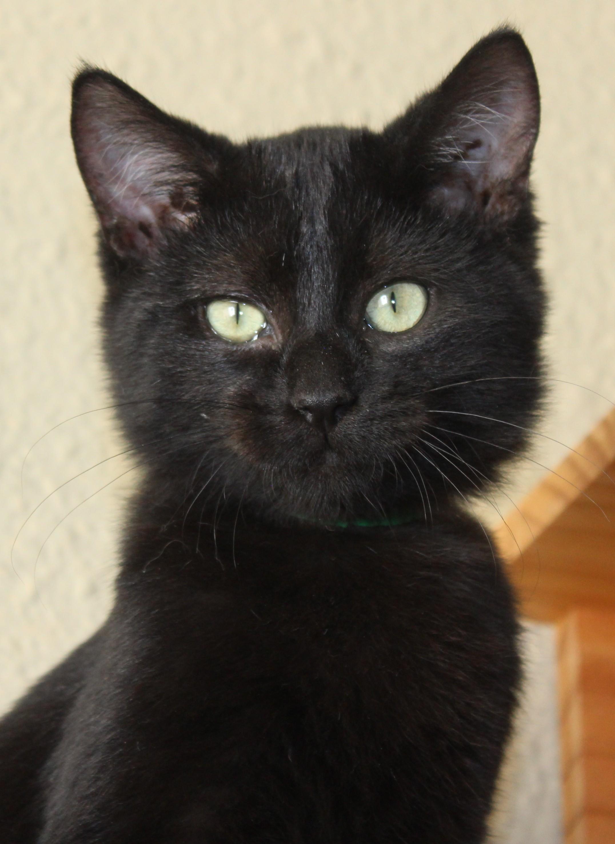 Enlarge Hot dog, an adopted Domestic Short Hair in Huron, SD image 4/5