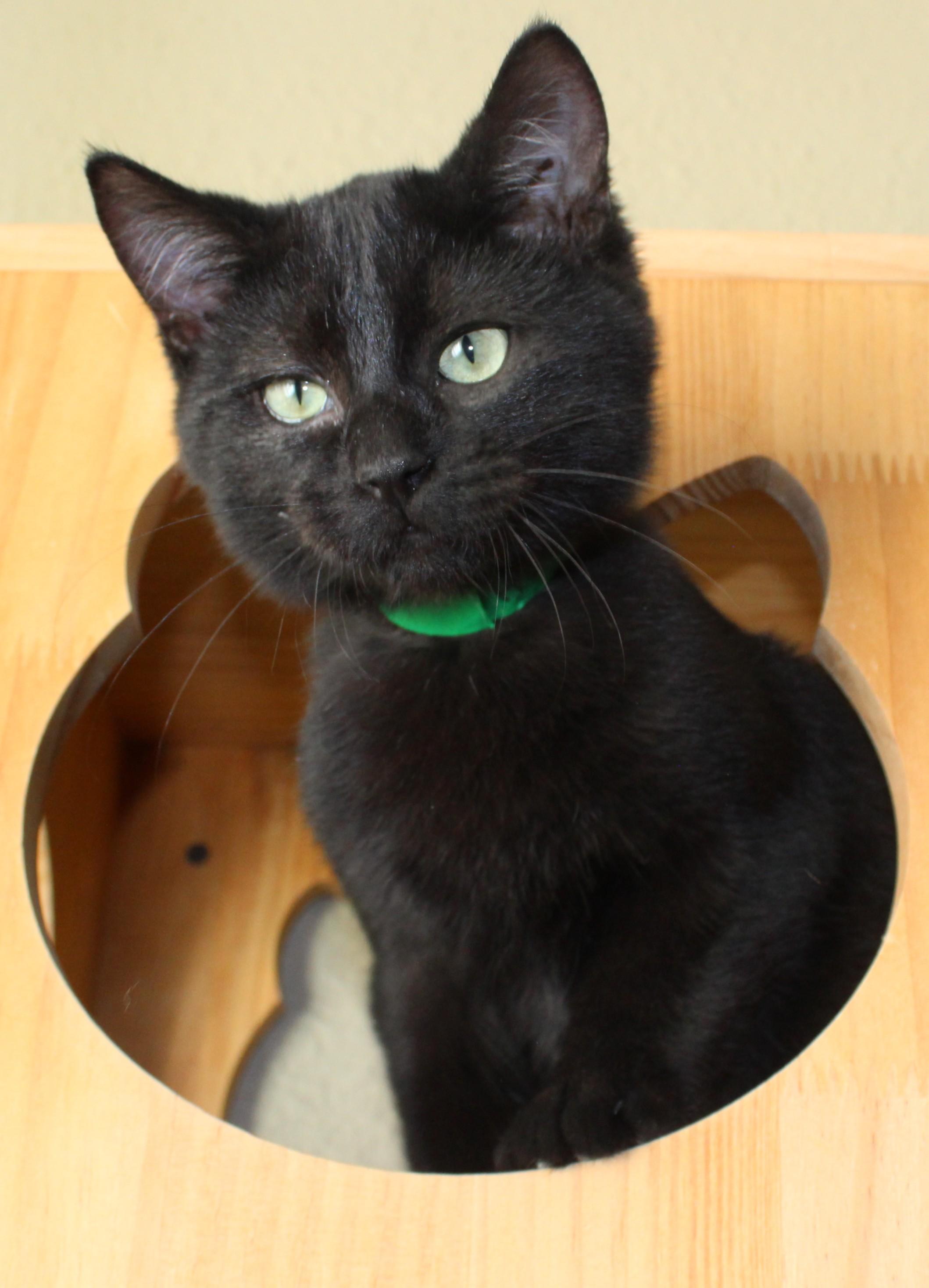 Enlarge Hot dog, an adopted Domestic Short Hair in Huron, SD image 5/5