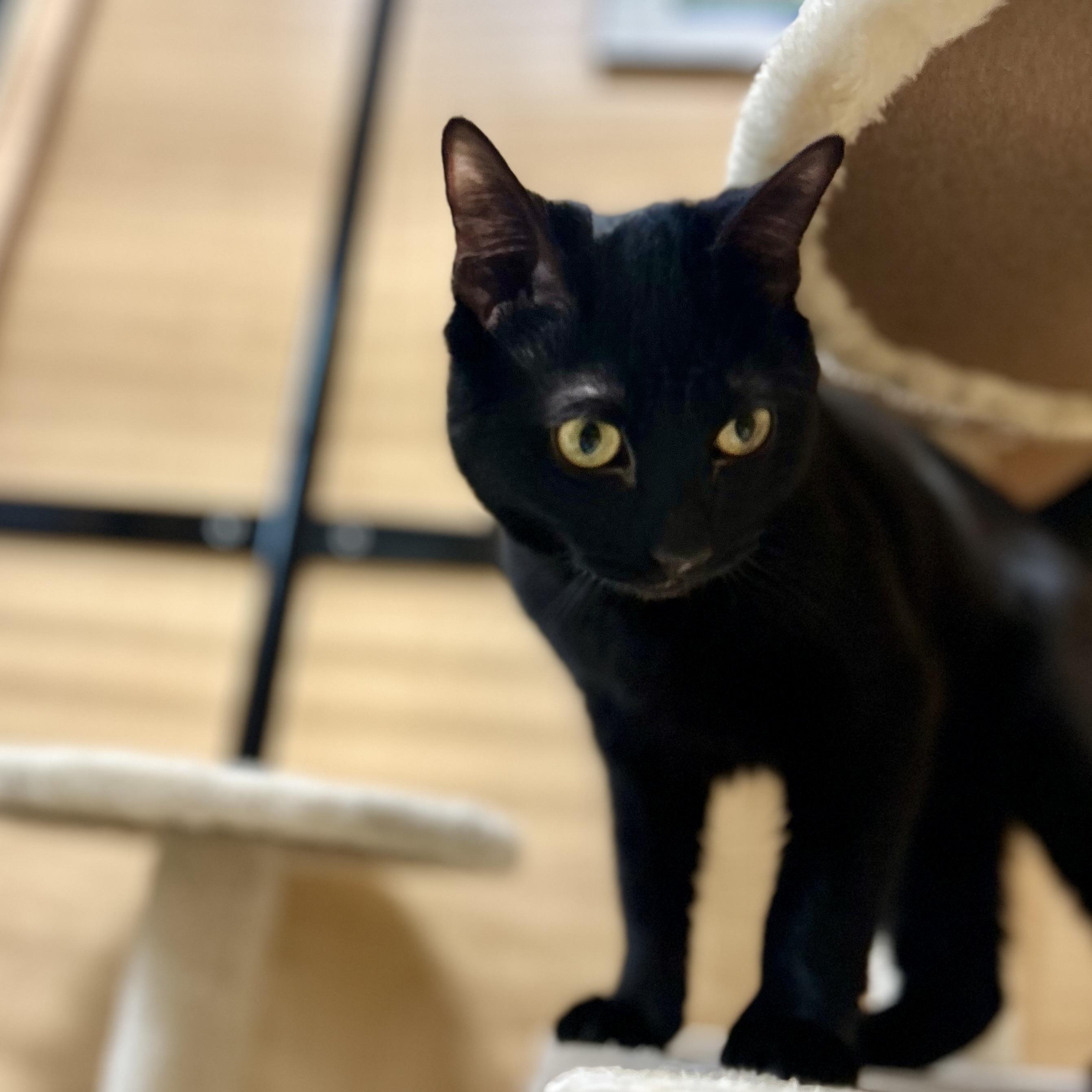 Enlarge Novah, a ADOPTABLE Domestic Short Hair in Norwalk, CT image 2/2