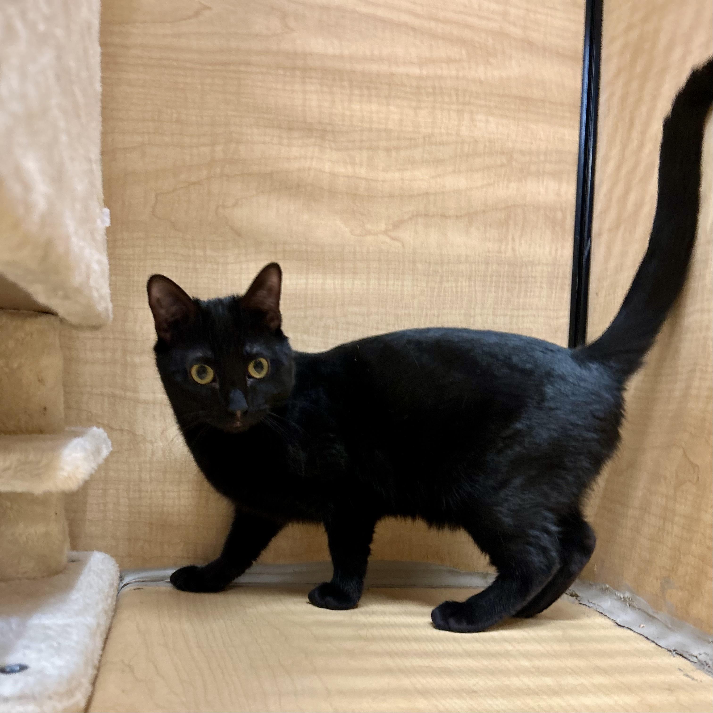 Novah, ADOPTABLE, Kitten Female Domestic Short Hair.