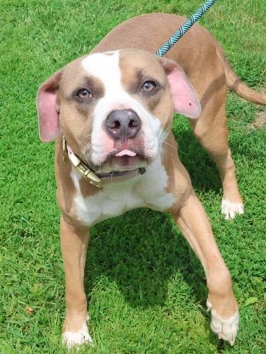 Norris, Adoptable, Adult Male Pit Bull Terrier.