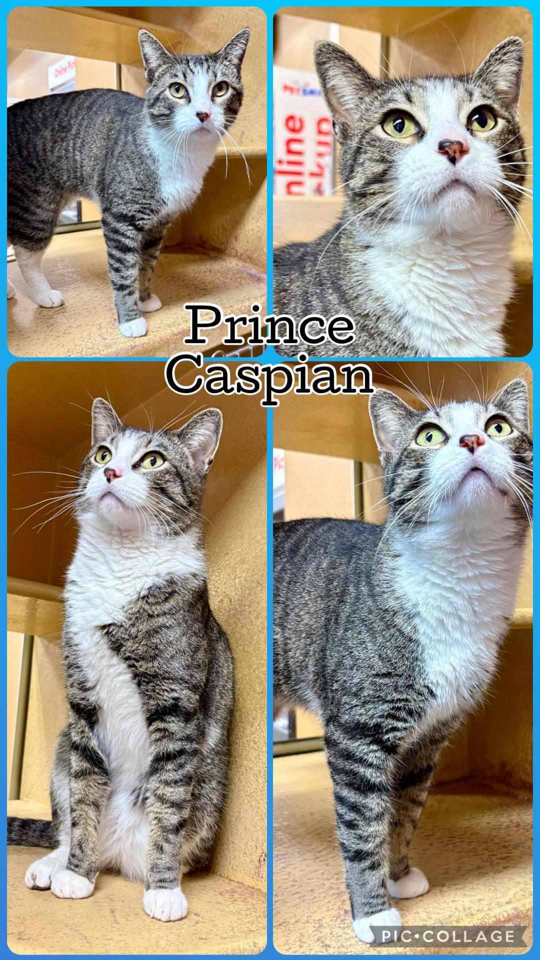 Enlarge PRINCE CASPIAN, a ADOPTABLE Tabby in Lawton, OK image 1/1