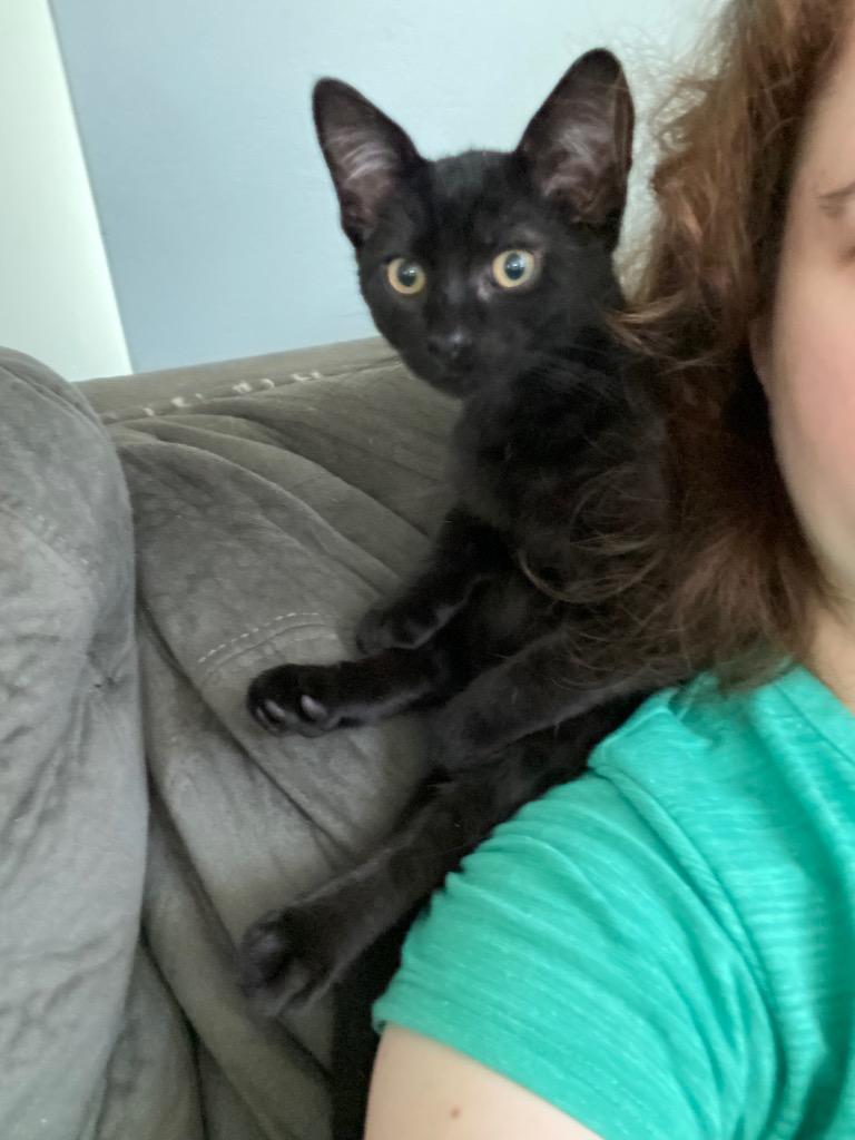 Kitt, Adoptable, Kitten Male Domestic Short Hair.