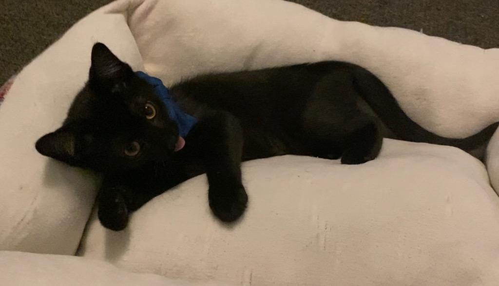 Enlarge Kitt, a Adoptable Domestic Short Hair in Orlando, FL image 1/3