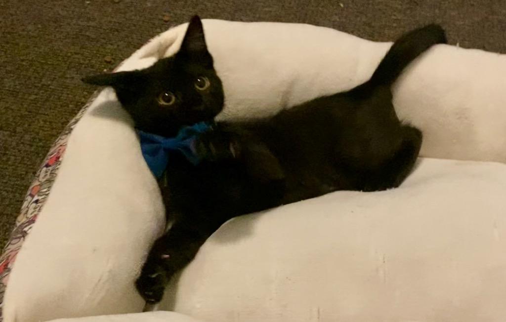 Enlarge Kitt, a Adoptable Domestic Short Hair in Orlando, FL image 2/3