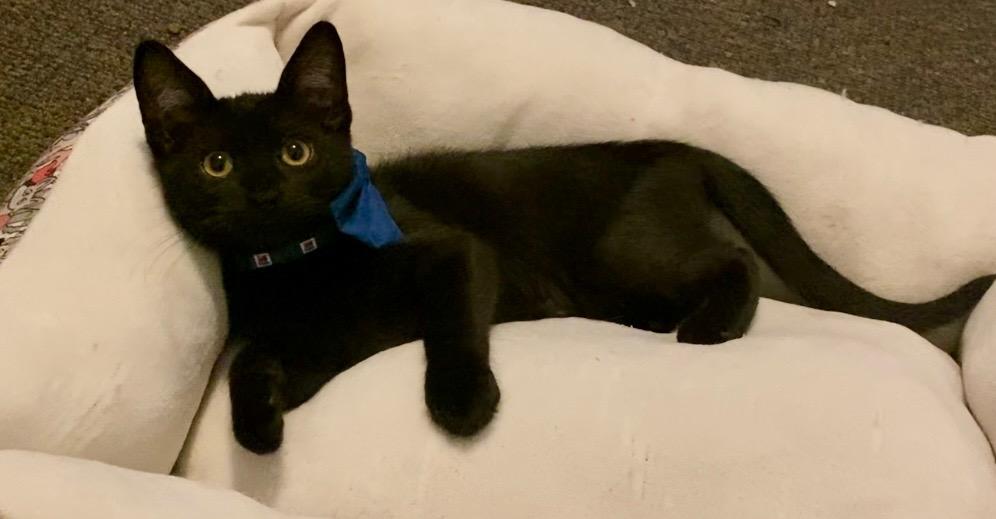 Enlarge Kitt, a Adoptable Domestic Short Hair in Orlando, FL image 3/3