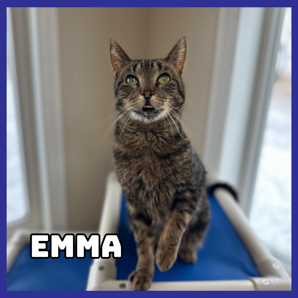 Emma, Adoptable, Adult Female Domestic Short Hair.