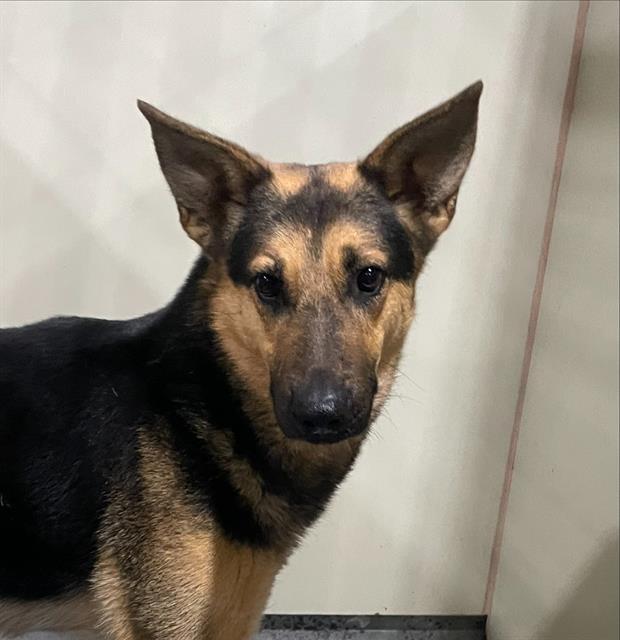 Enlarge Dooley -- LONGTIME RESIDENT!, a ADOPTABLE German Shepherd Dog in Thousand Oaks, CA image 1/2