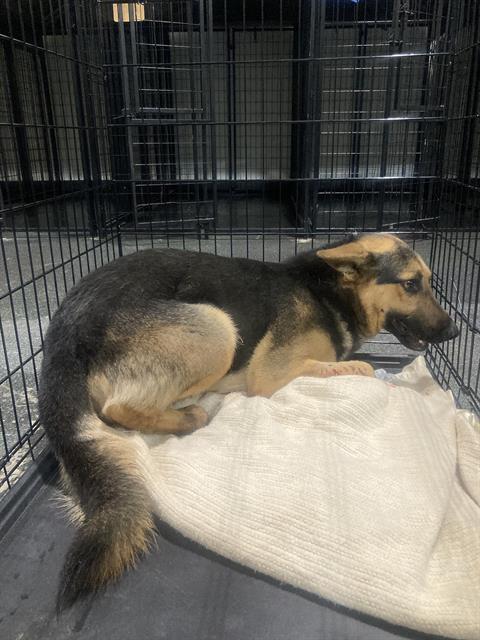 Enlarge Dooley -- LONGTIME RESIDENT!, a ADOPTABLE German Shepherd Dog in Thousand Oaks, CA image 2/2