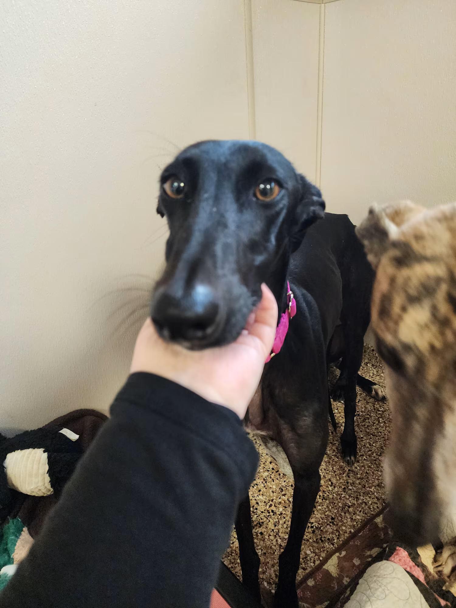 Enlarge Ligera, an adopted Galgo Spanish Greyhound in Sterling Heights, MI image 2/4