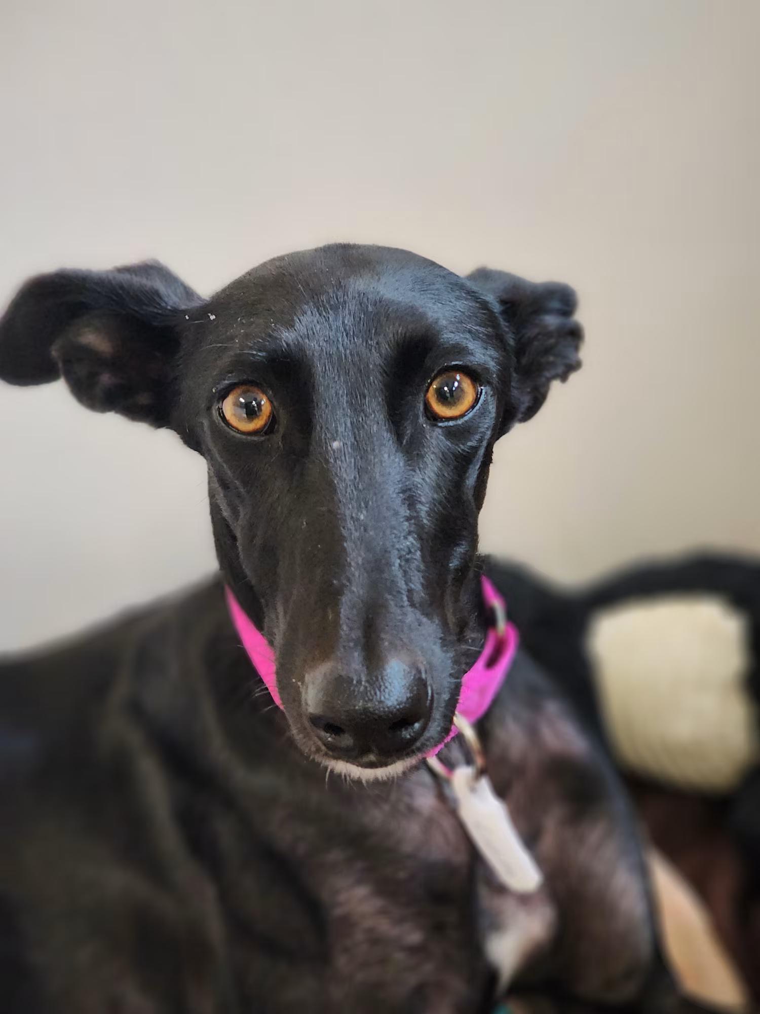 Ligera, adopted, Adult Female Galgo Spanish Greyhound.