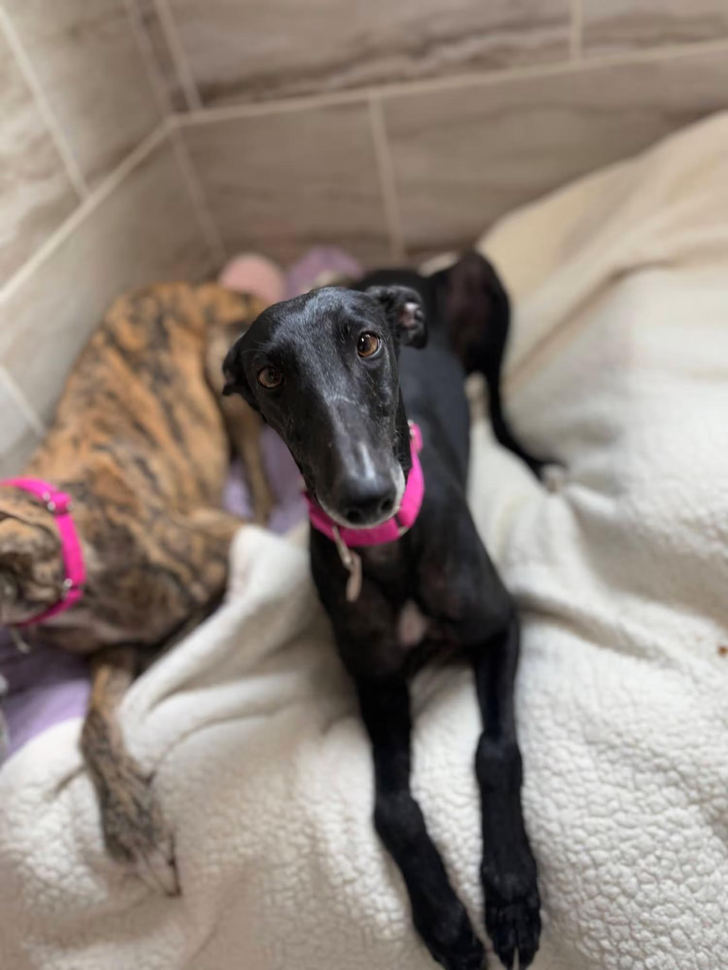 Enlarge Ligera, an adopted Galgo Spanish Greyhound in Sterling Heights, MI image 4/4