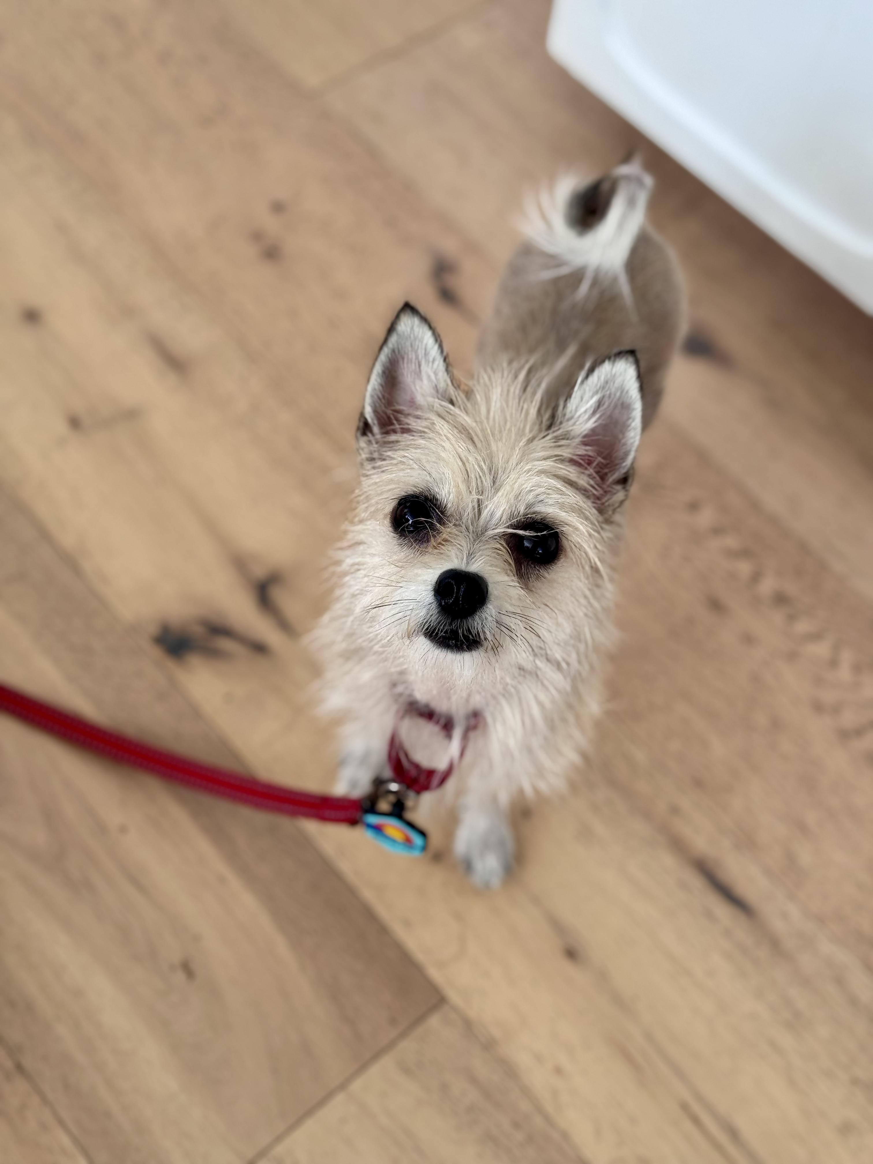 Lili, Adopted, Adult Female Yorkshire Terrier & Cairn Terrier.