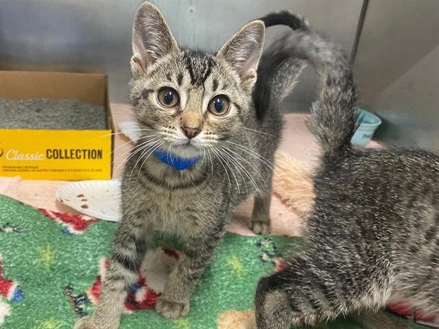 LUIGI, Adoptable, Kitten Male Domestic Short Hair.