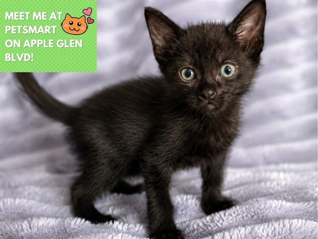 TAZ, Adoptable, Kitten Male Domestic Short Hair.