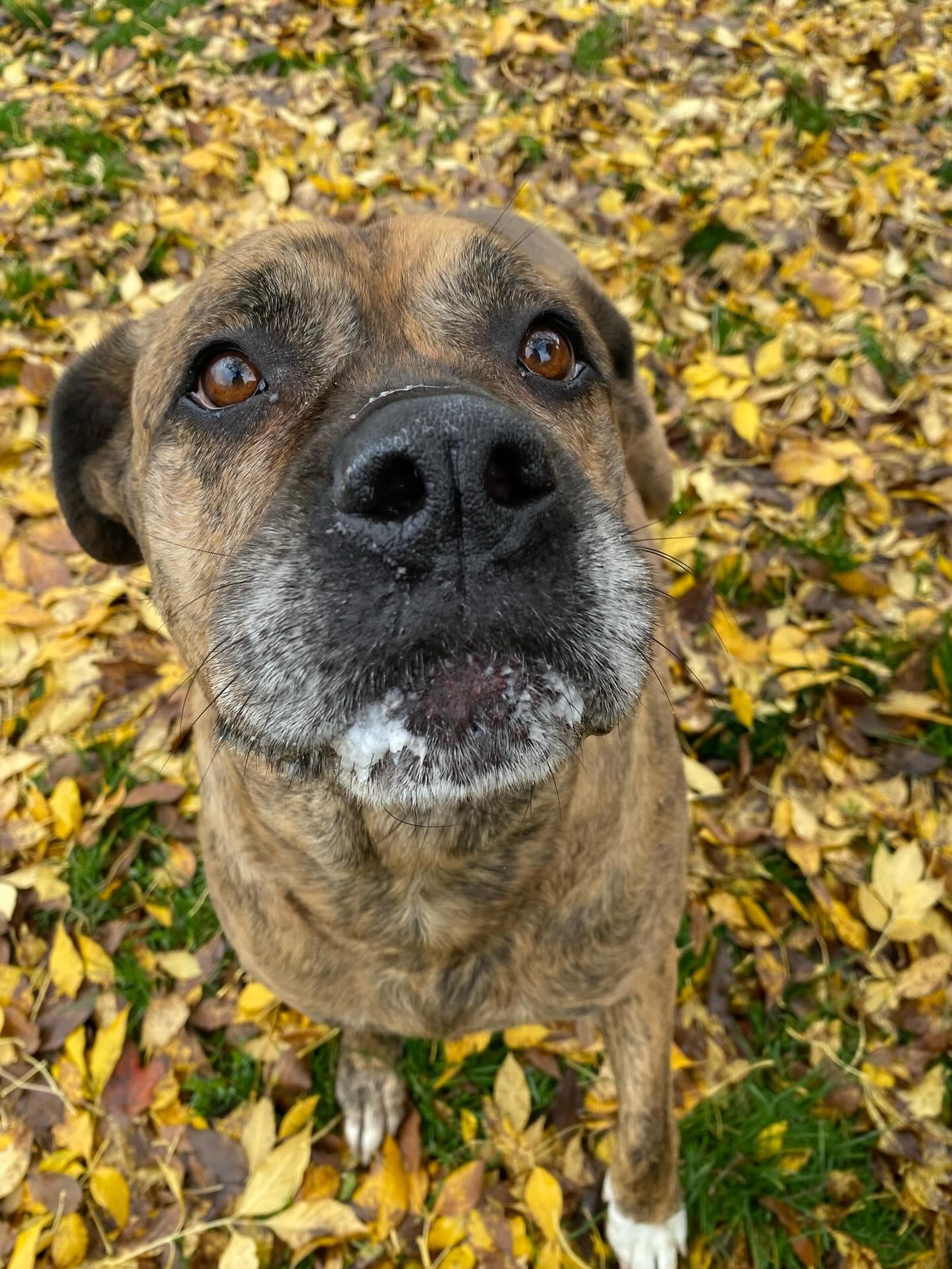 Enlarge Kaia - ADOPTABLE!, a Adoptable mixed breed in Chilliwack, BC image 2/4