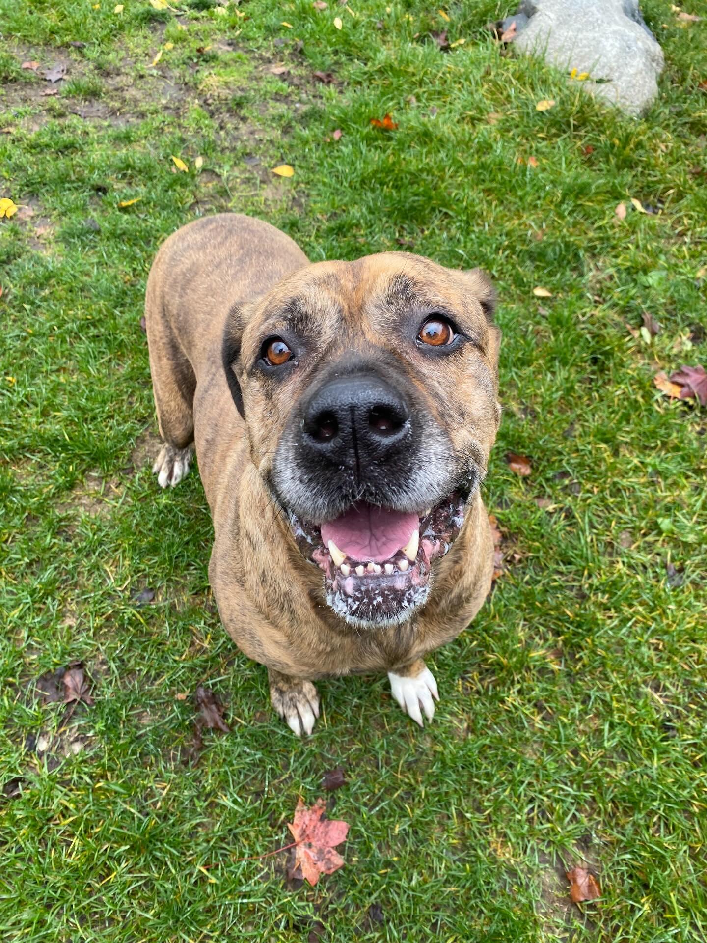 Enlarge Kaia - ADOPTABLE!, a Adoptable mixed breed in Chilliwack, BC image 3/4