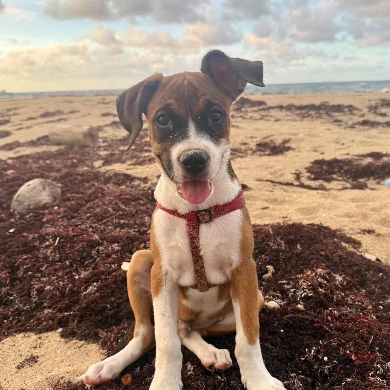 Enlarge Benny, a Adoptable Mixed Breed in ISABELA, PR image 1/6