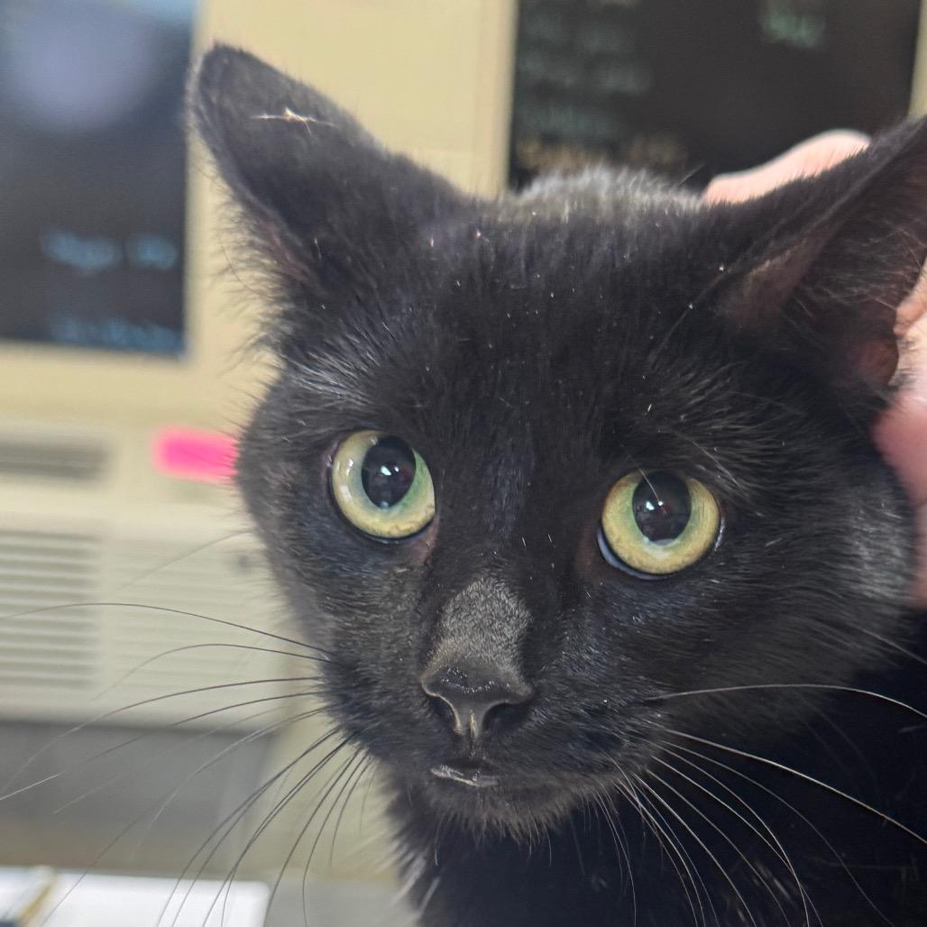 Muffin, Adoptable, Young Female Domestic Short Hair.