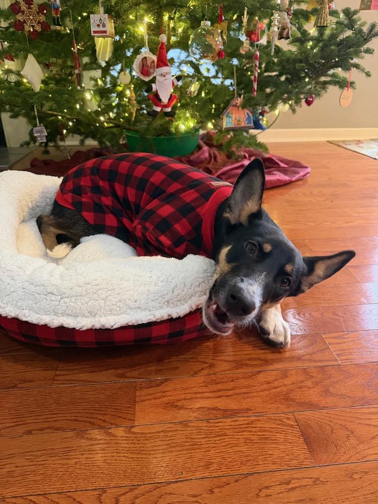 Damian, Adoptable, Young Male Shepherd.