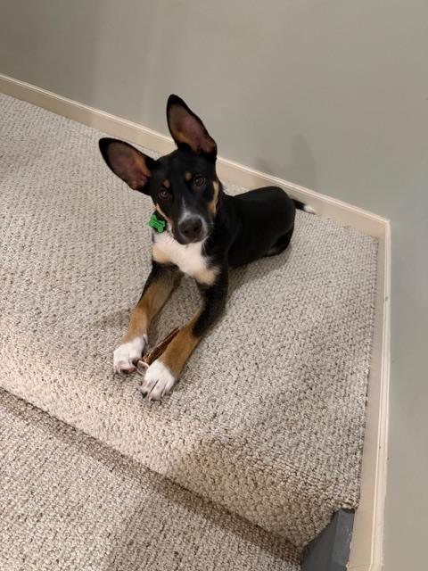 Enlarge Damian, a Adoptable mixed breed in Columbus, OH image 1/6