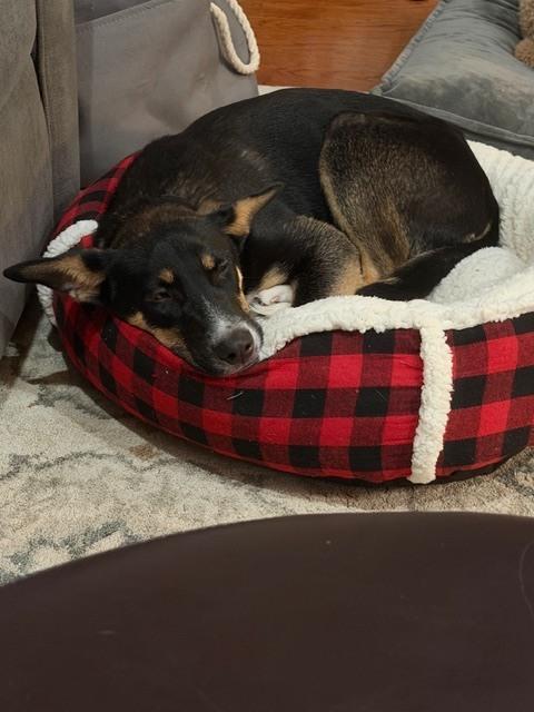 Enlarge Damian, a Adoptable mixed breed in Columbus, OH image 2/6