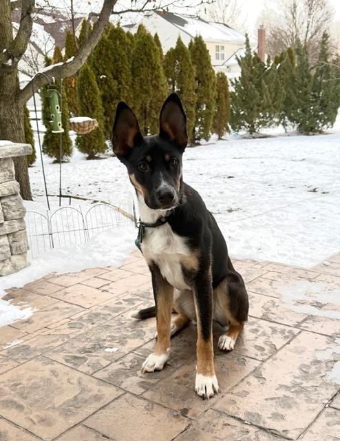 Enlarge Damian, a Adoptable mixed breed in Columbus, OH image 4/6