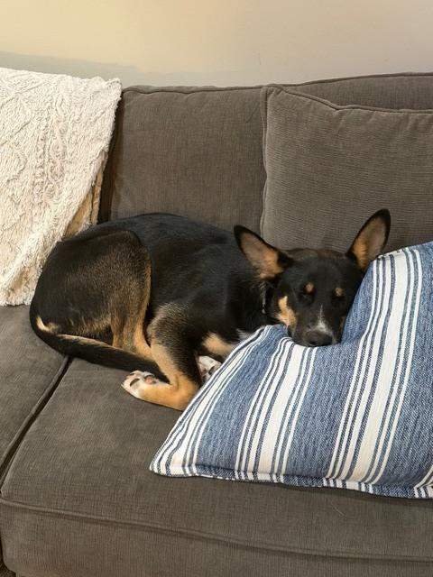 Enlarge Damian, a Adoptable mixed breed in Columbus, OH image 6/6