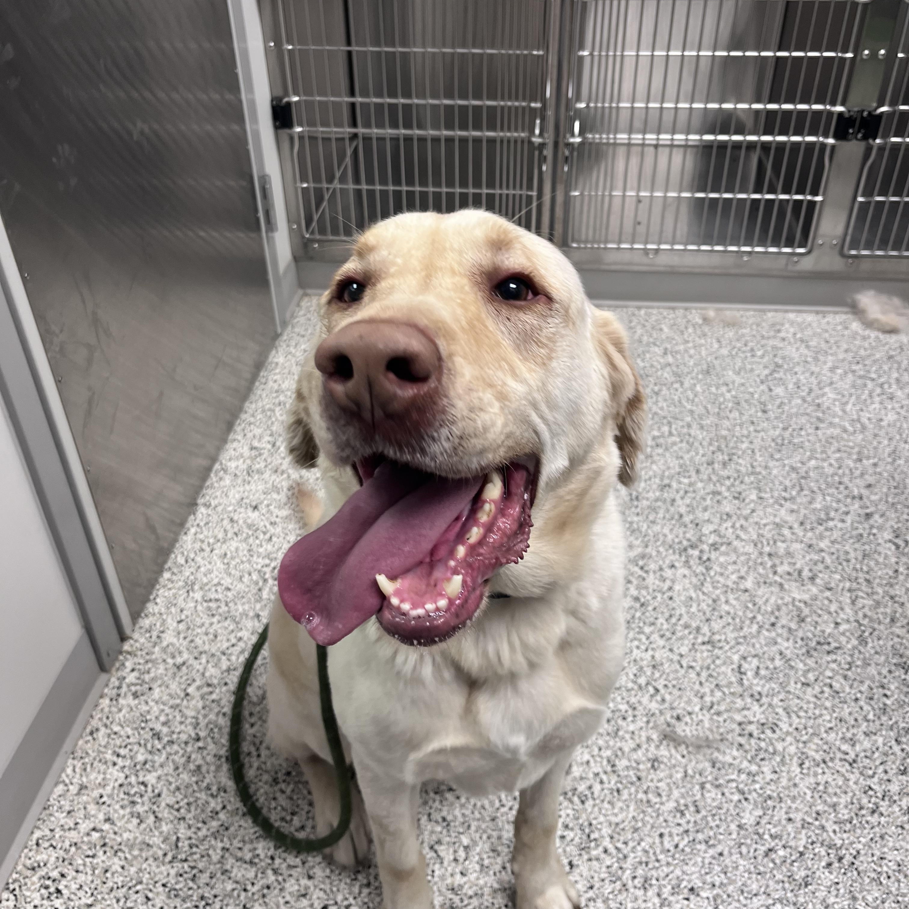 Marley, ADOPTABLE, Adult Male Yellow Labrador Retriever.