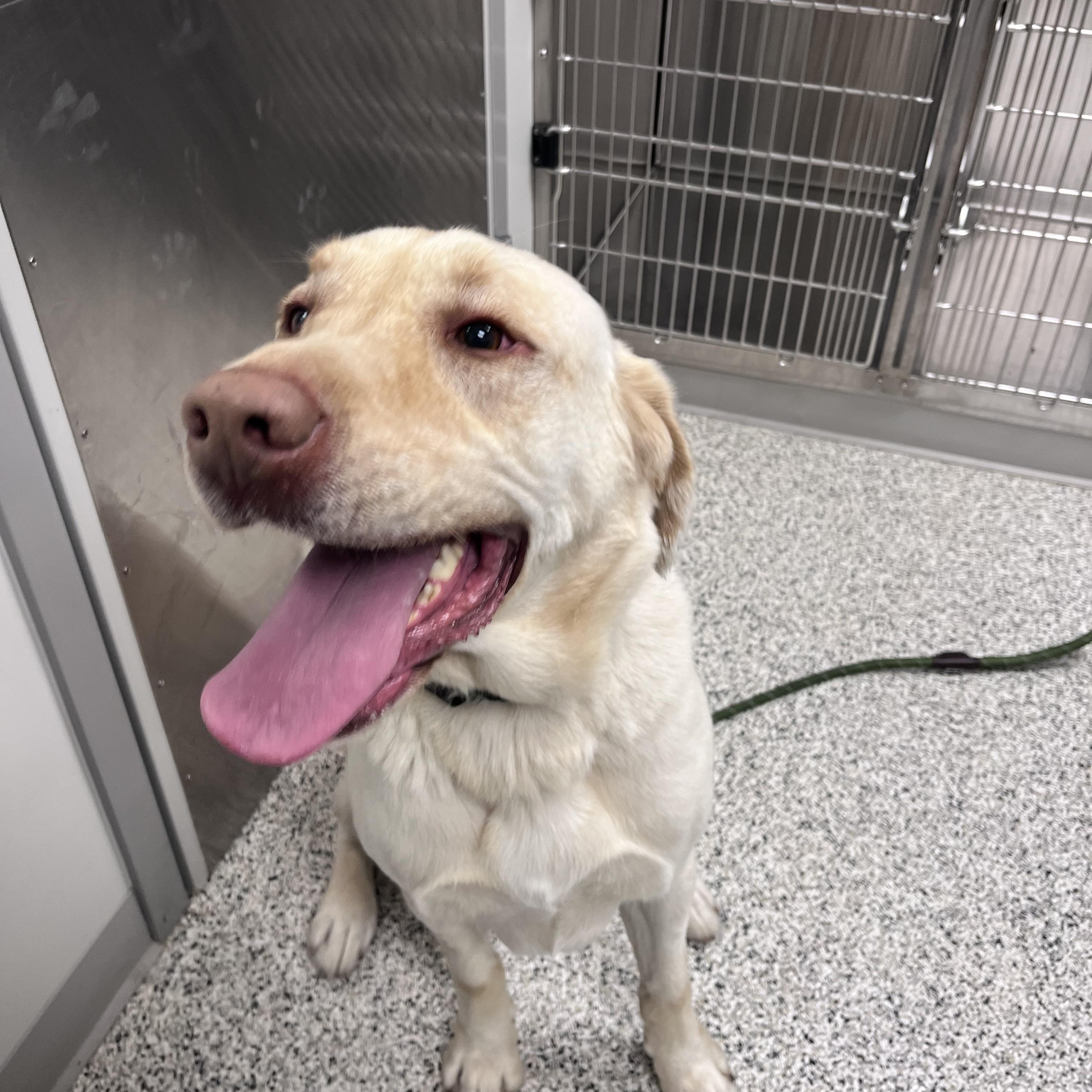 Enlarge Marley, a ADOPTABLE Yellow Labrador Retriever in Liberty, MO image 2/3