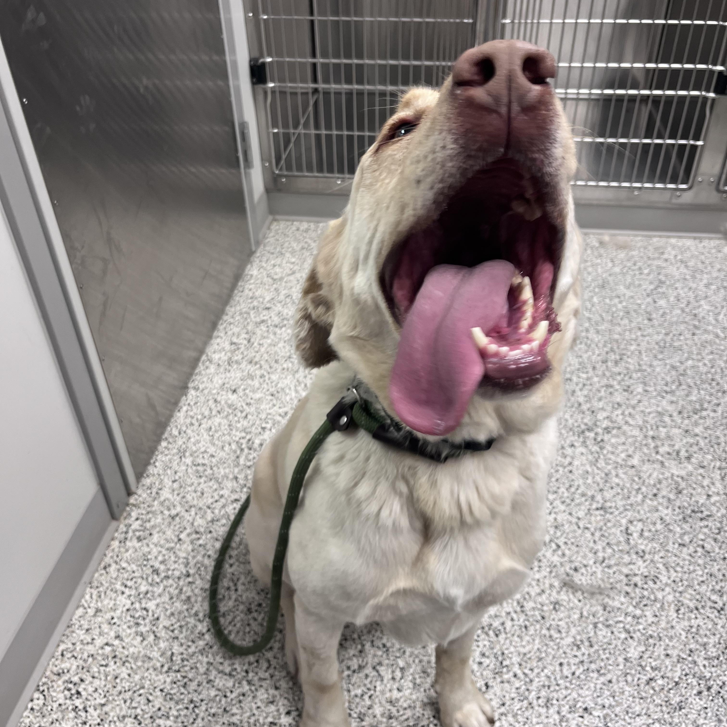 Enlarge Marley, a ADOPTABLE Yellow Labrador Retriever in Liberty, MO image 3/3