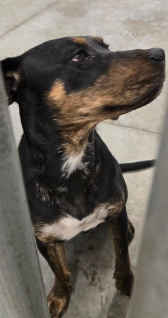 ROXIE, Adoptable, Young Female Retriever & Rottweiler.
