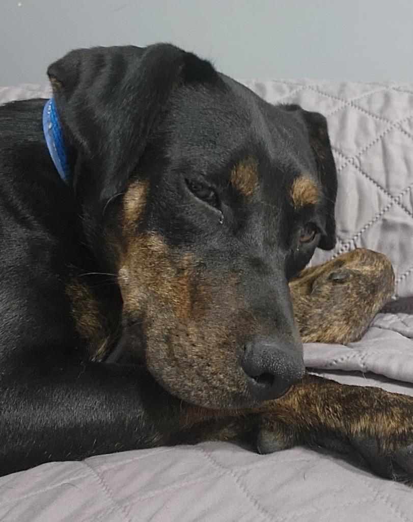 Enlarge ROXIE, a Adoptable mixed breed in Sandusky, OH image 2/5